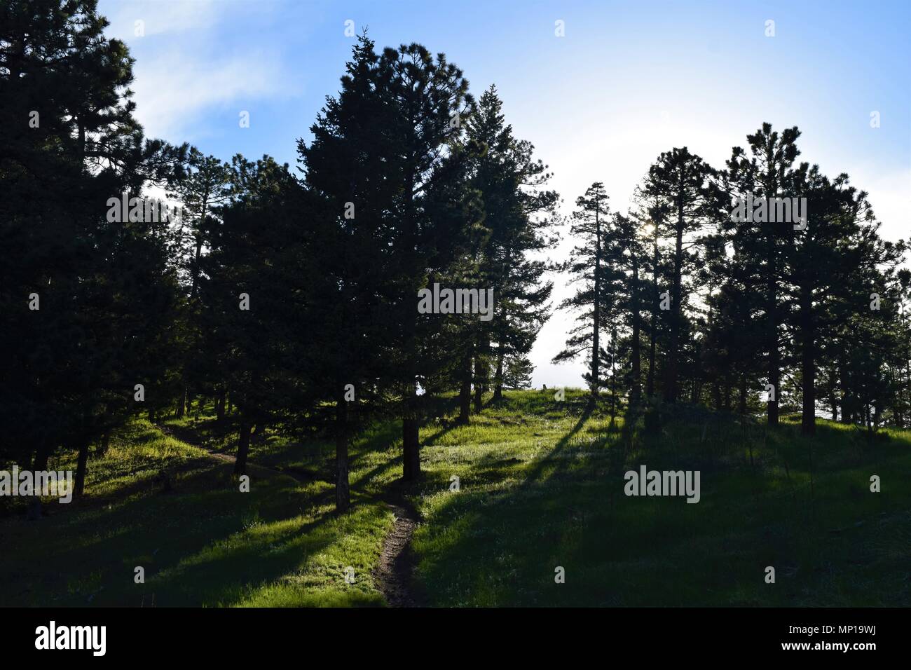 Les ombres des arbres soleil jette et illumine le sentier sur une colline au printemps dans le Colorado. Banque D'Images