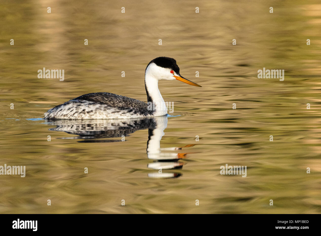 Clark's Grebe, Putnam's Point, en Oregon. Moins commune que le grèbe élégant, ils se reproduisent dans le nord du sud et du centre du Mexique. Banque D'Images