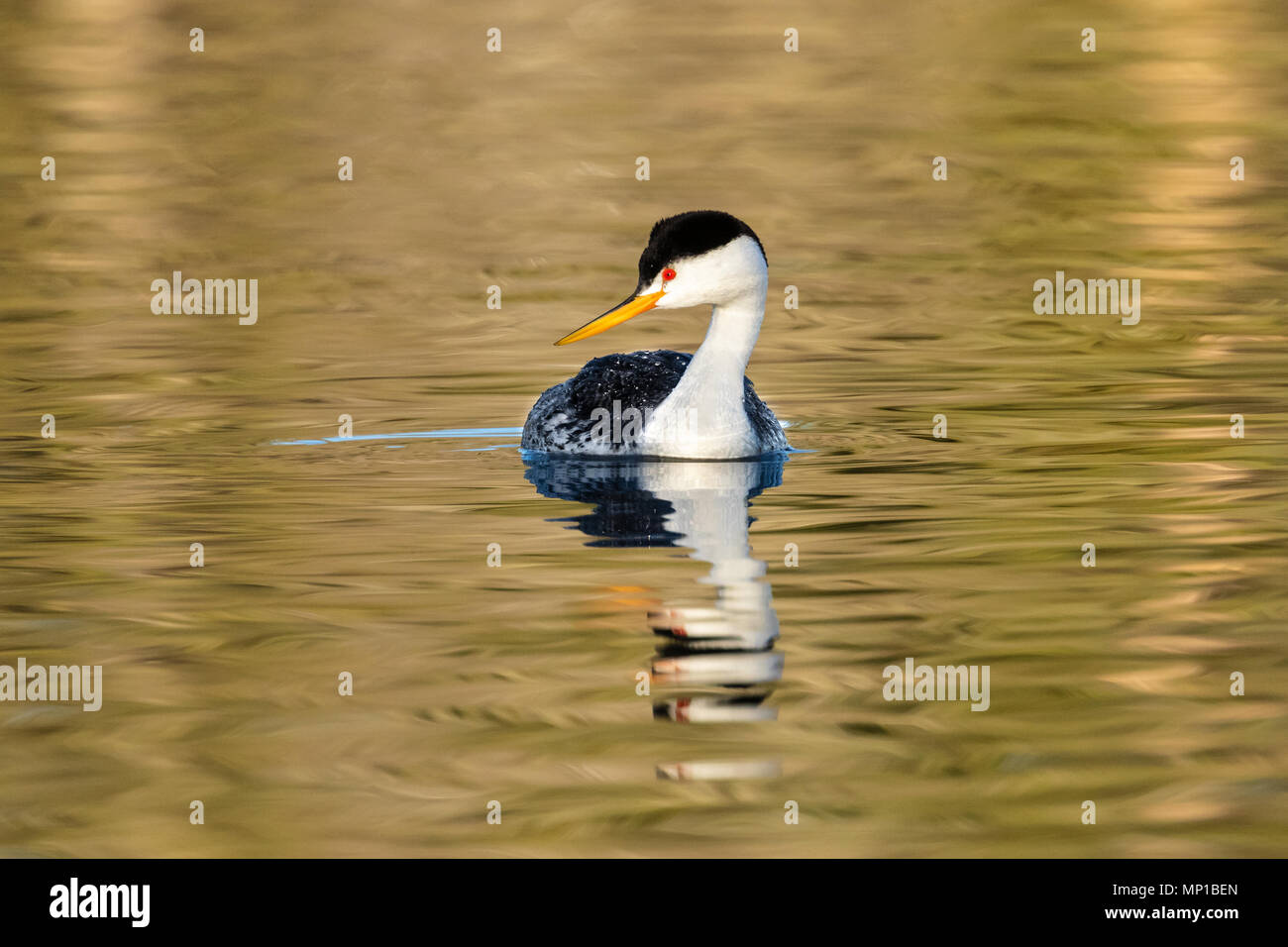Clark's Grebe, Putnam's Point, en Oregon. Moins commune que le grèbe élégant, ils se reproduisent dans le nord du sud et du centre du Mexique. Banque D'Images