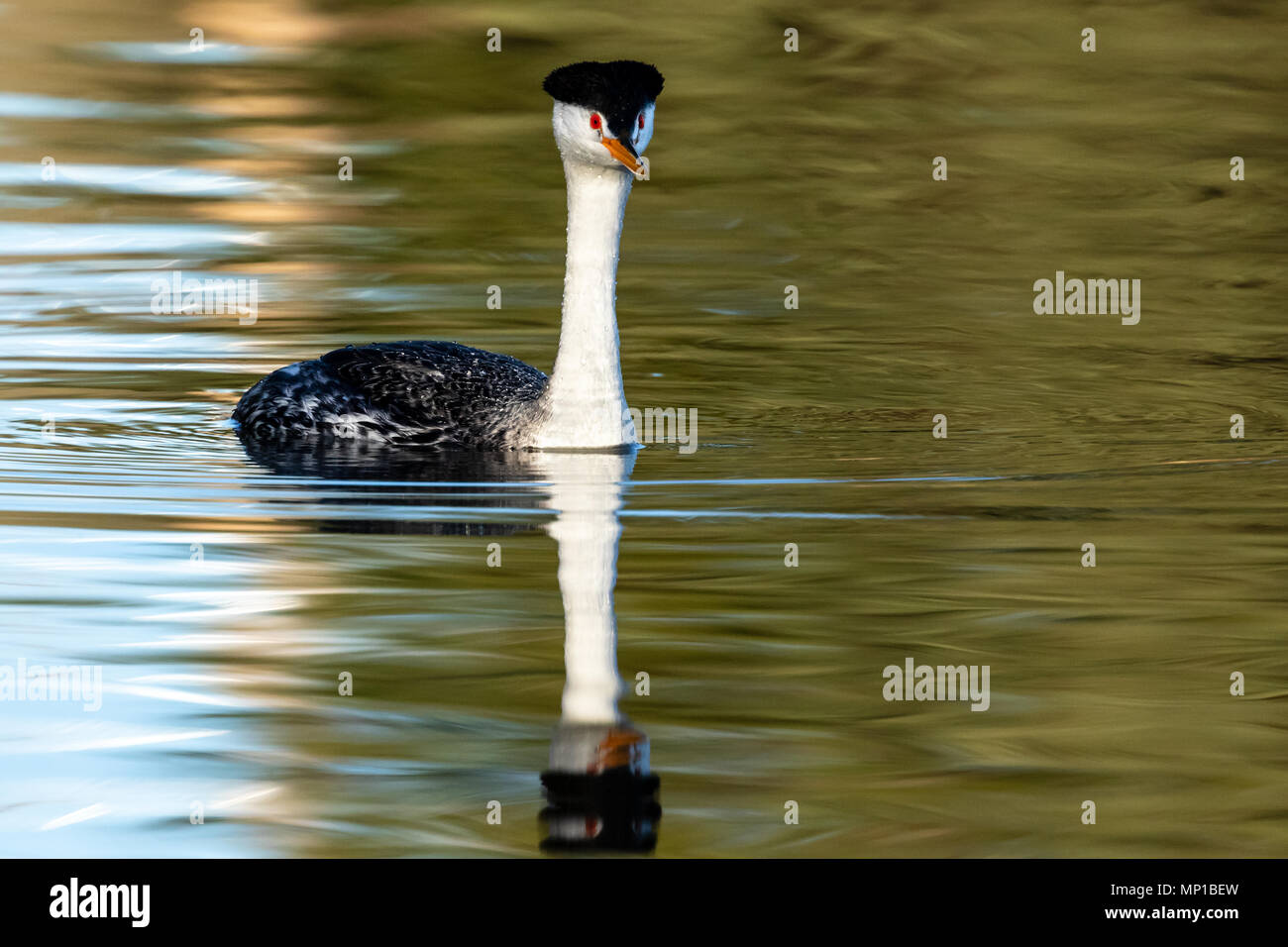 Clark's Grebe, Putnam's Point, en Oregon. Moins commune que le grèbe élégant, ils se reproduisent dans le nord du sud et du centre du Mexique. Banque D'Images