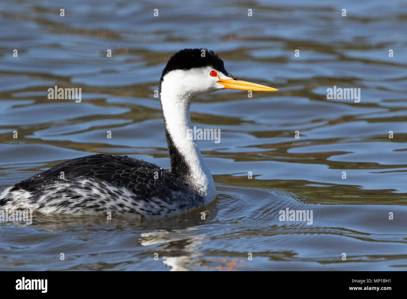 Clark's Grebe, Putnam's Point, en Oregon. Moins commune que le grèbe élégant, ils se reproduisent dans le nord du sud et du centre du Mexique. Banque D'Images