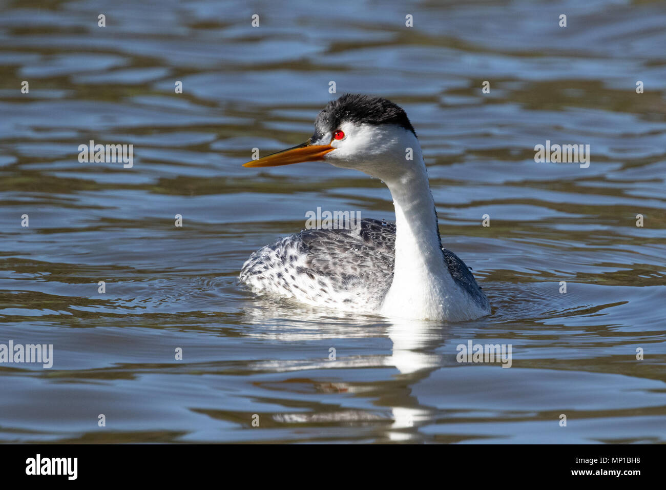 Clark's Grebe, Putnam's Point, en Oregon. Moins commune que le grèbe élégant, ils se reproduisent dans le nord du sud et du centre du Mexique. Banque D'Images