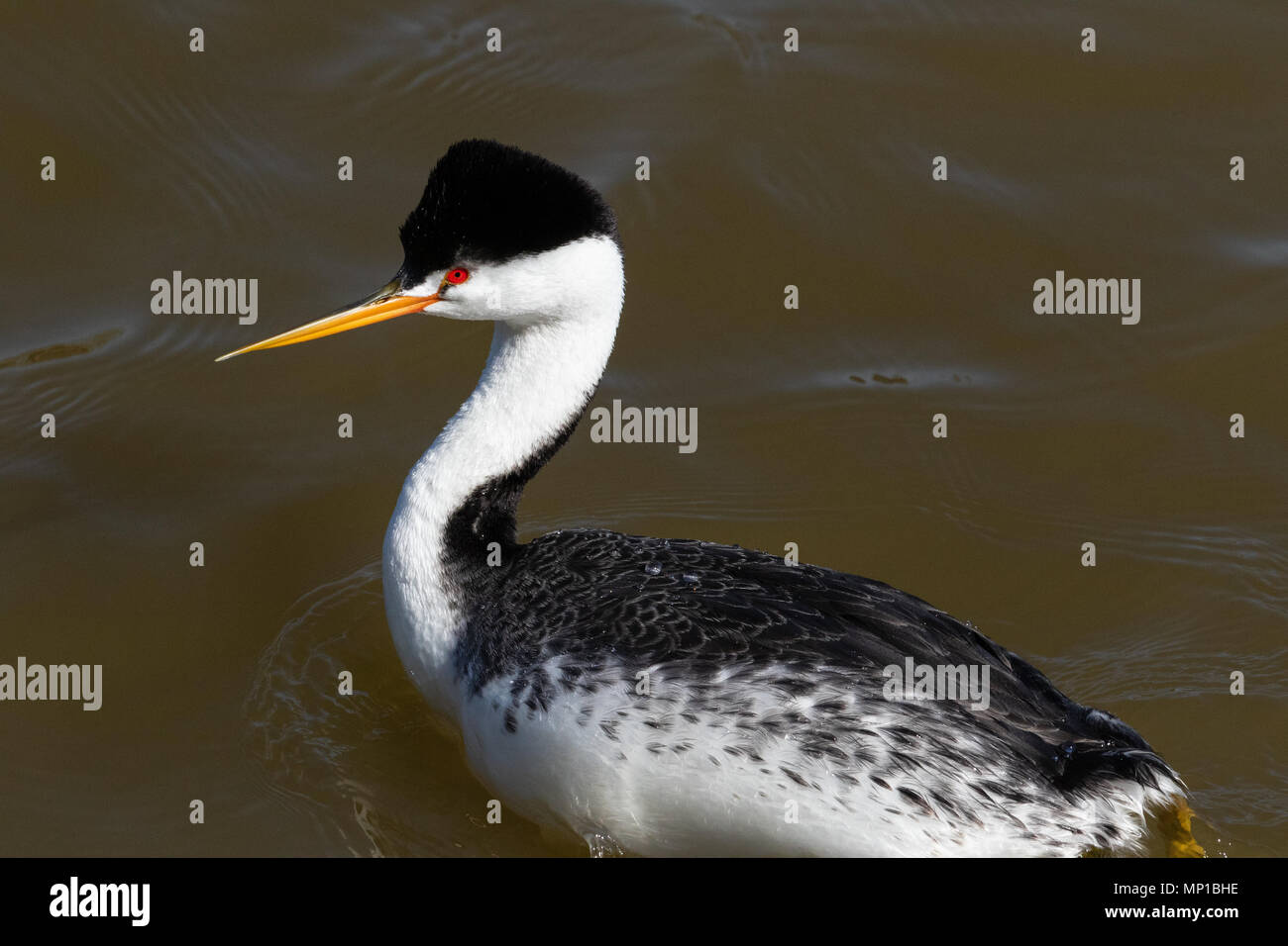 Clark's Grebe, Putnam's Point, en Oregon. Moins commune que le grèbe élégant, ils se reproduisent dans le nord du sud et du centre du Mexique. Banque D'Images