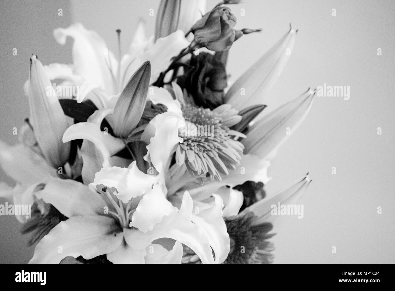 Gerbera lys fleur noir et blanc bw photos de fleurs bouquet Banque D'Images