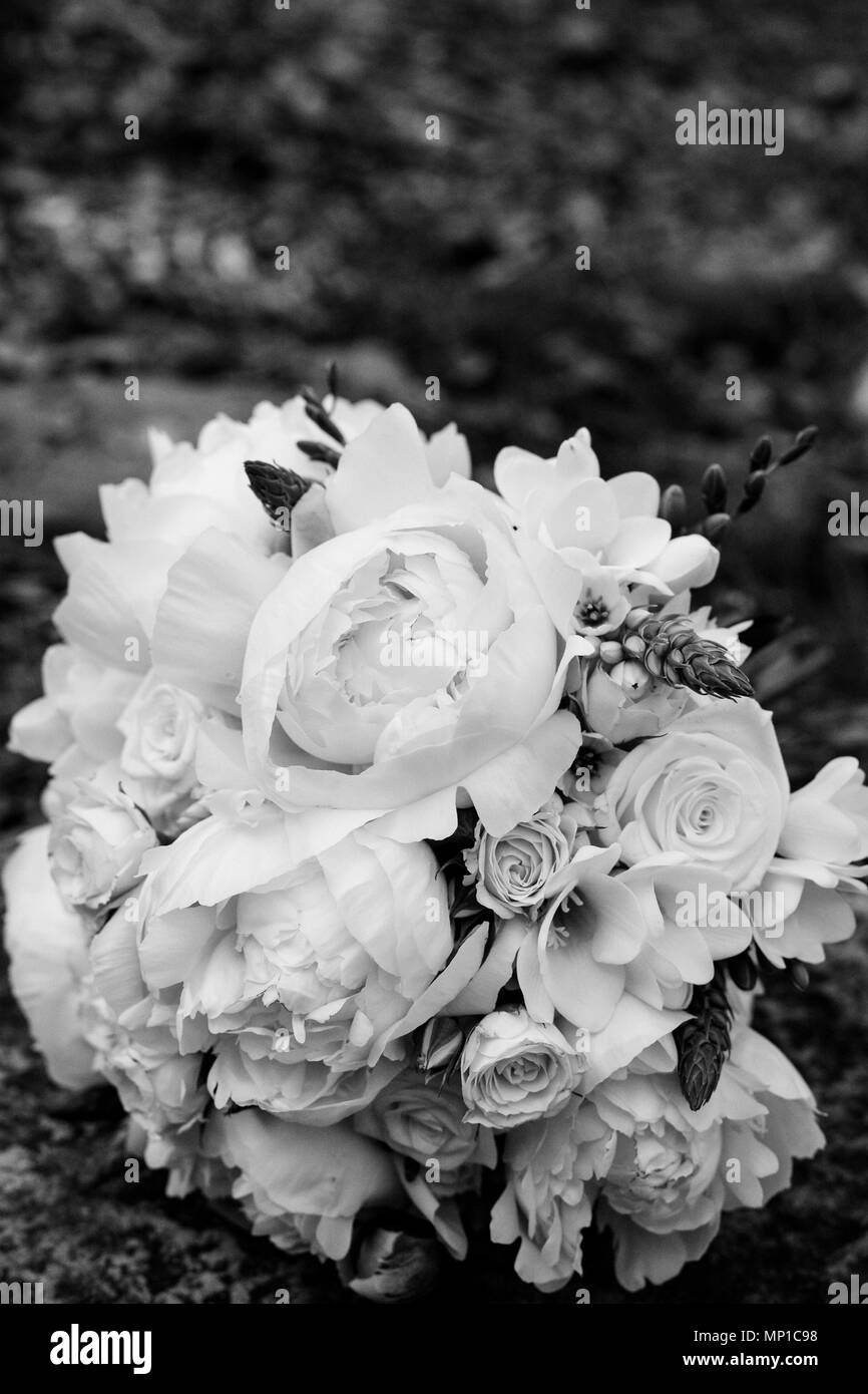 Les roses les pivoines photo noir et blanc élégant arrangement fleurs gris ensemble de photo pour les événements Banque D'Images