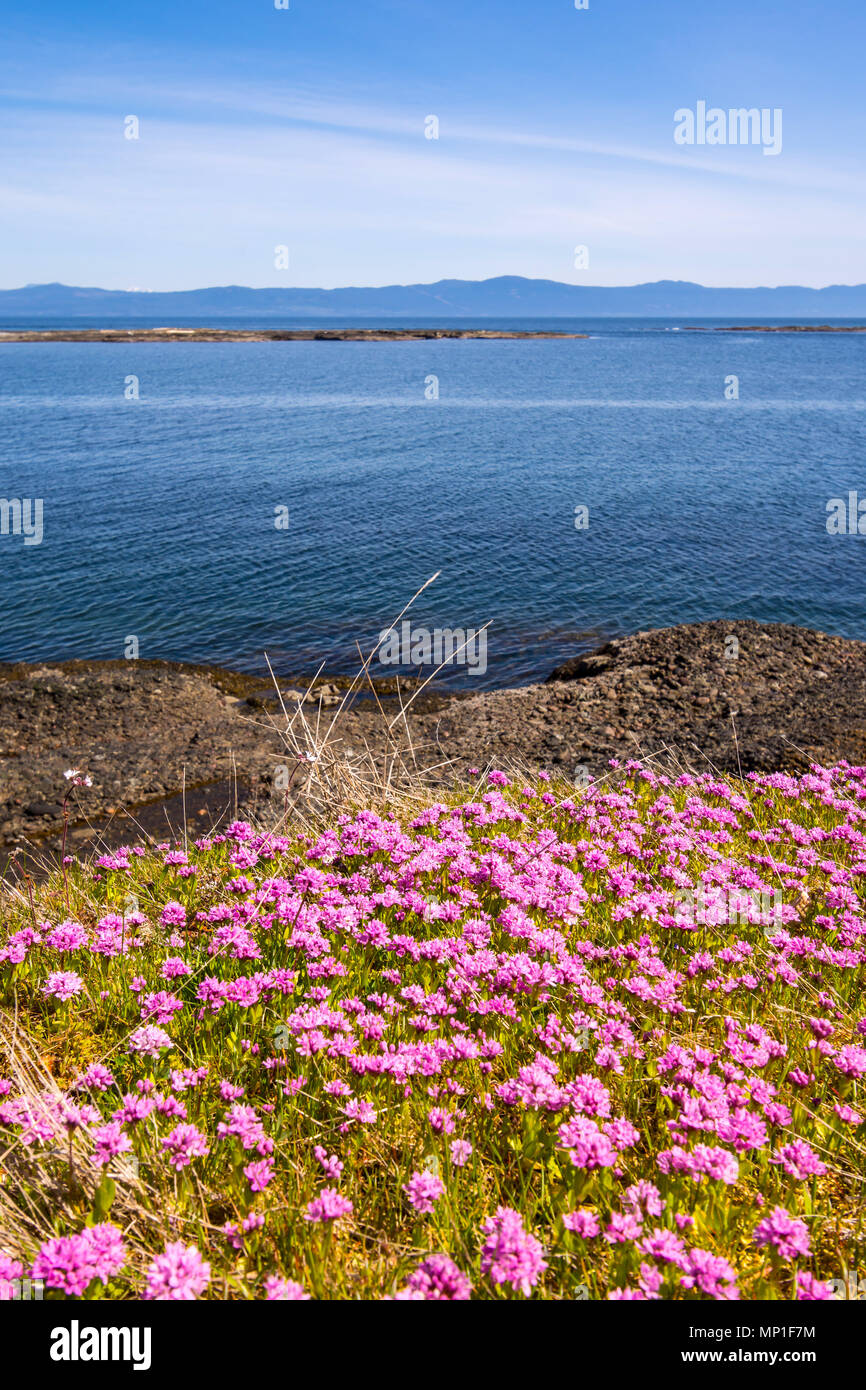Sea Thrift plantes, parc provincial Helliwell, Hornby Island, BC, Canada. Banque D'Images