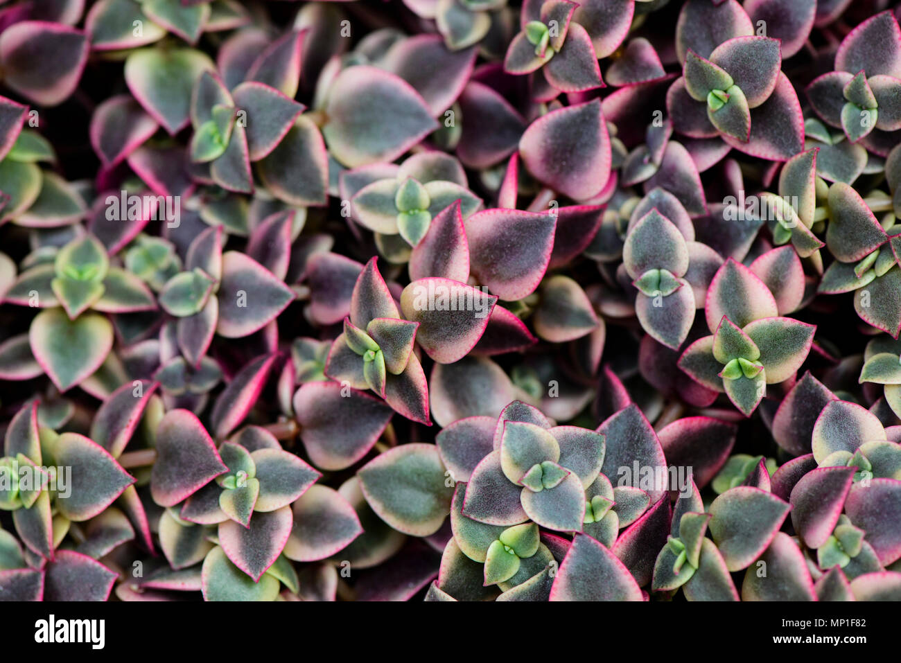 Purple echeveria succulent Banque de photographies et d'images à haute  résolution - Alamy