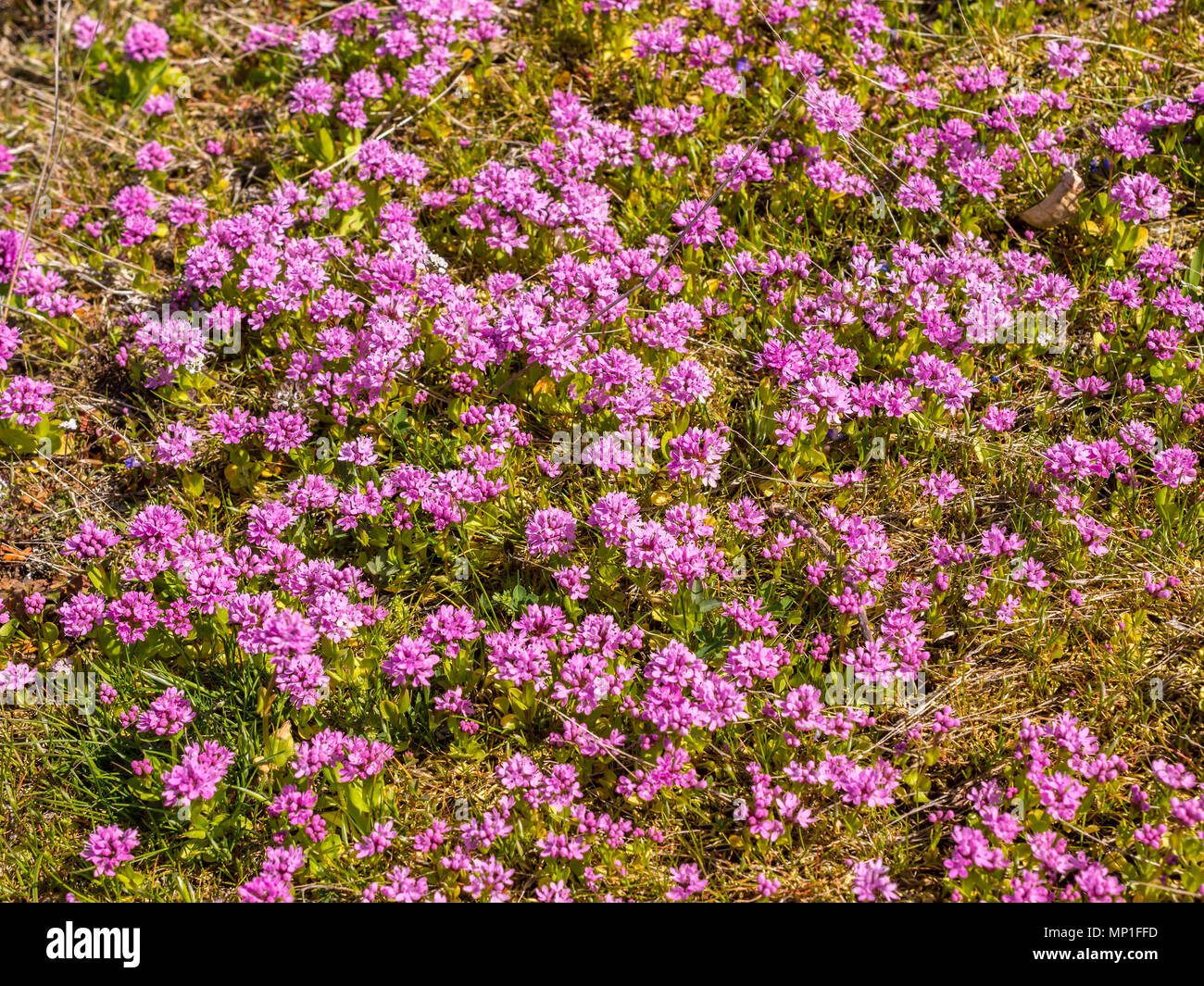 Sea Thrift plantes, parc provincial Helliwell, Hornby Island, BC, Canada. Banque D'Images
