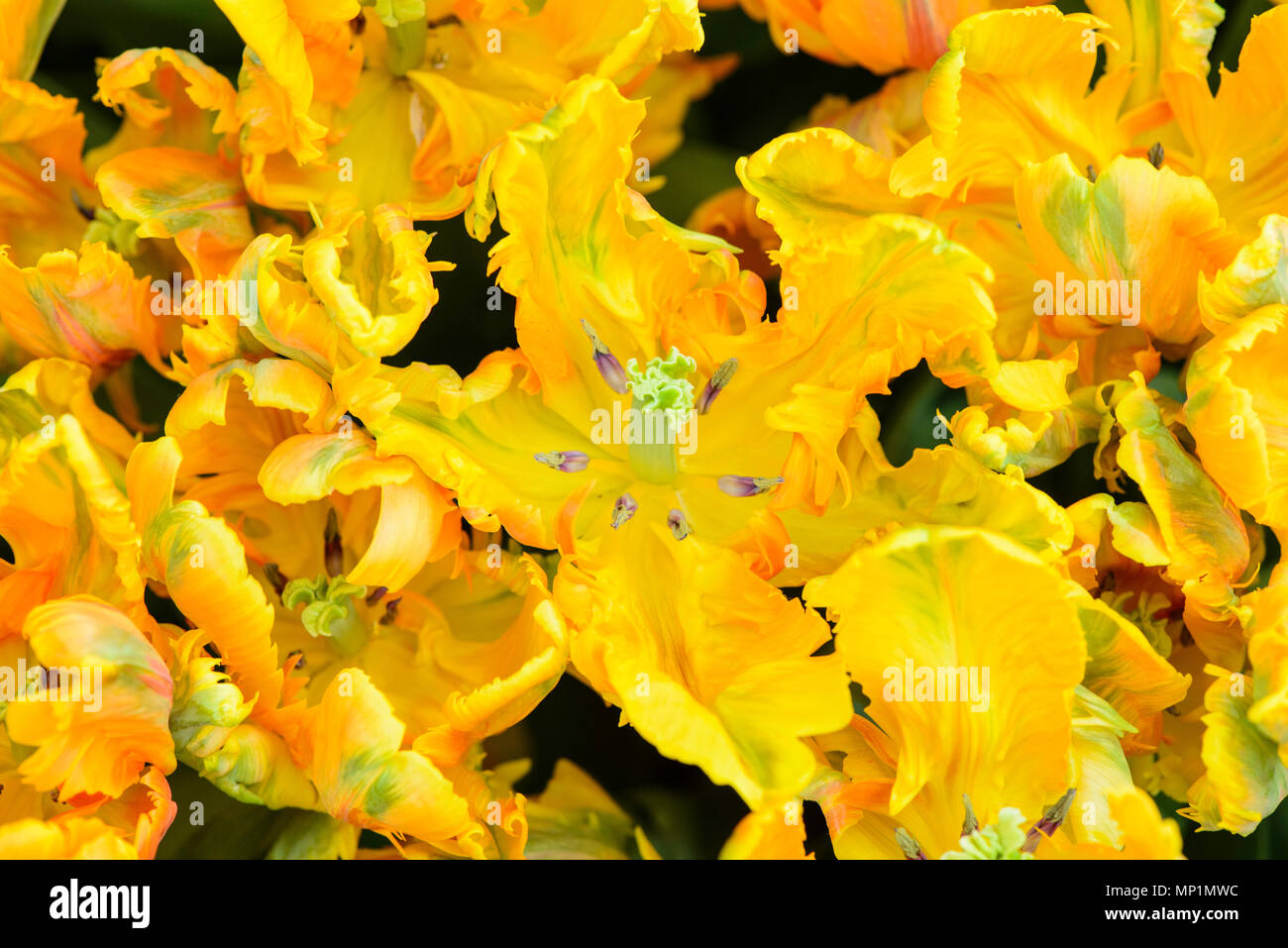 Belle fleur jaune parrot tulip in garden Banque D'Images