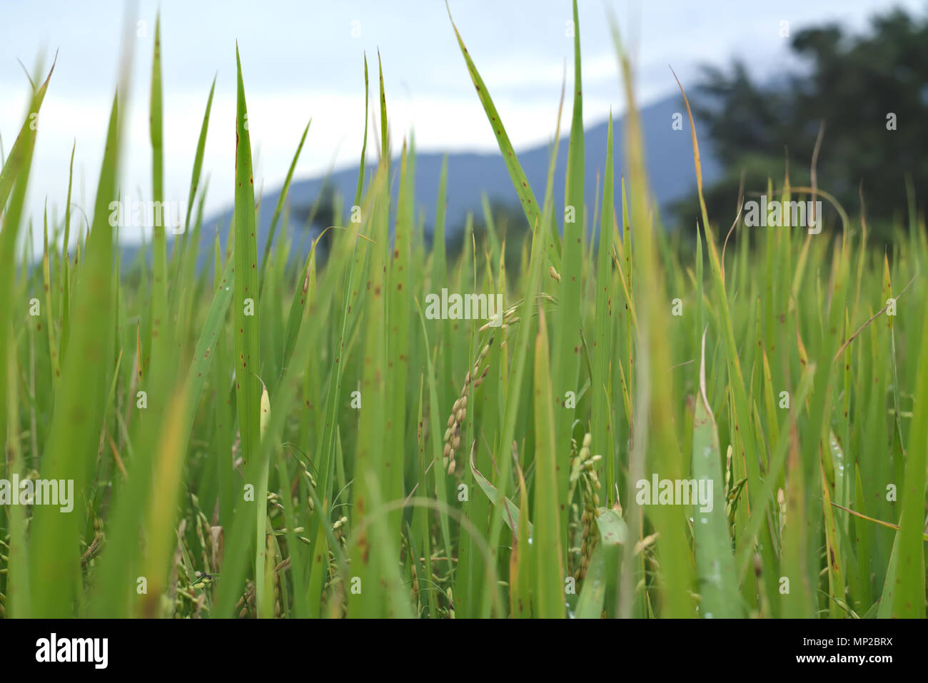 Plants de riz Banque D'Images