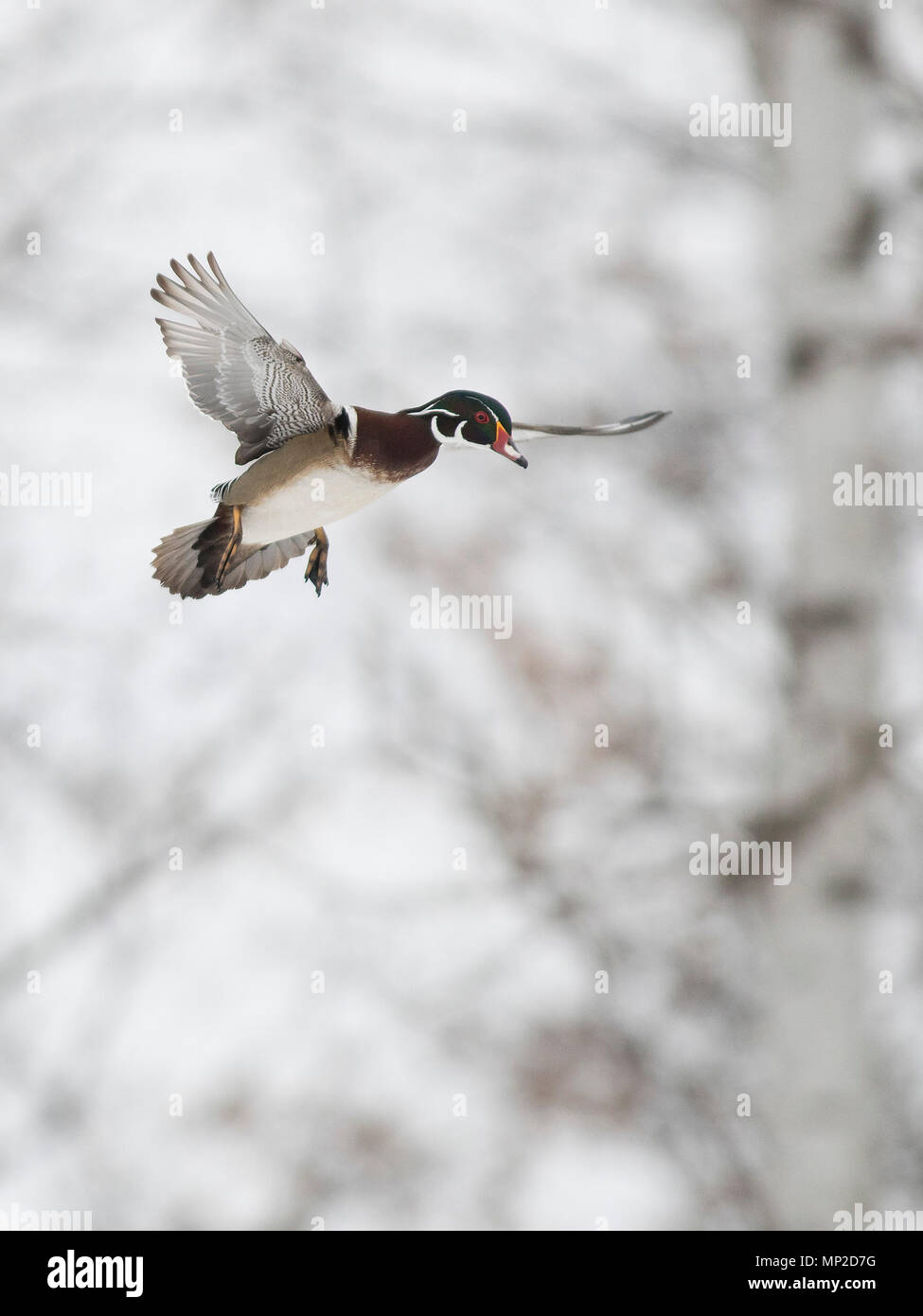 Canards en bois en hiver dans le Minnesota Banque D'Images