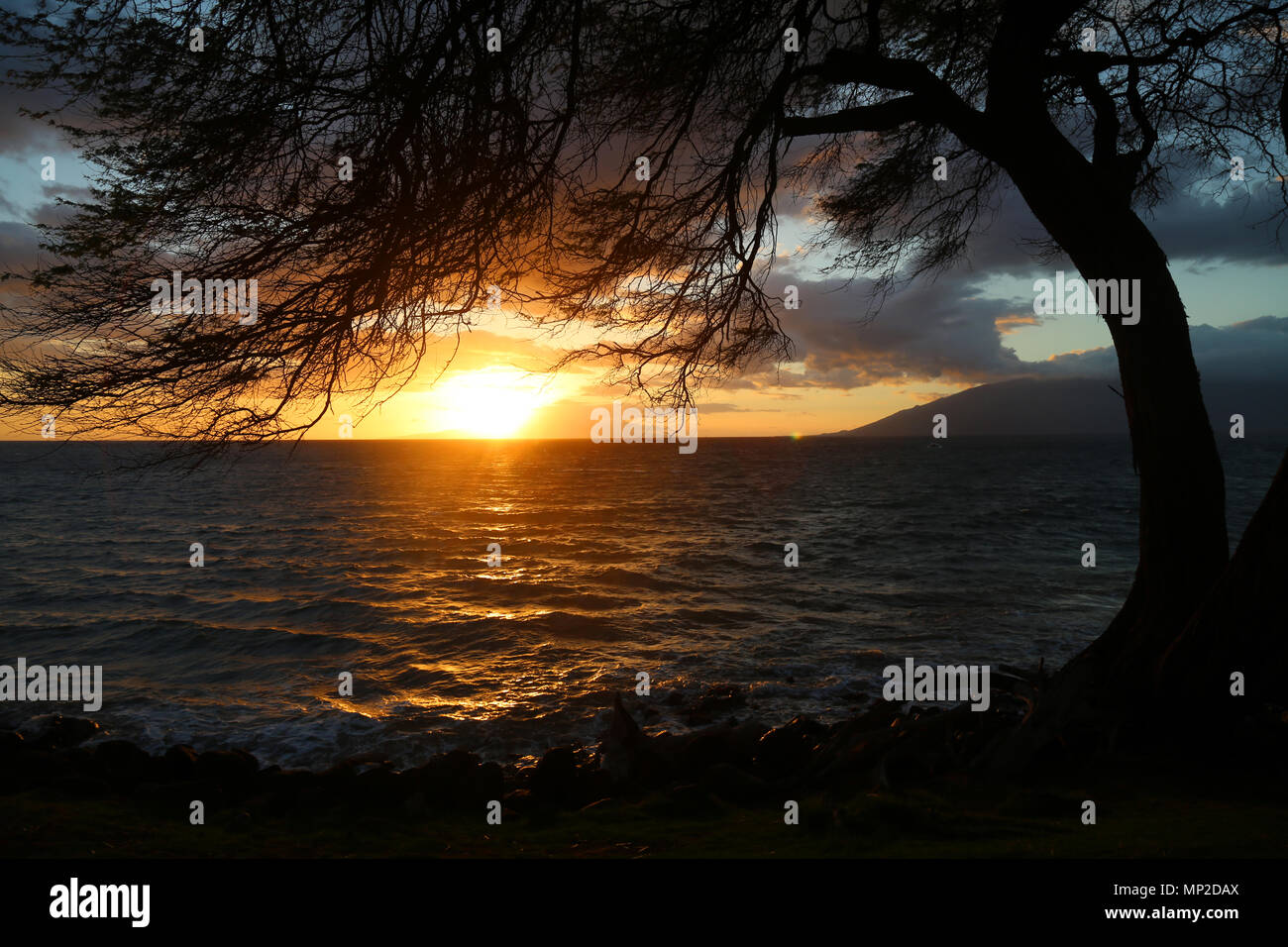 Coucher du soleil et l'arbre, Kihei, Maui Banque D'Images