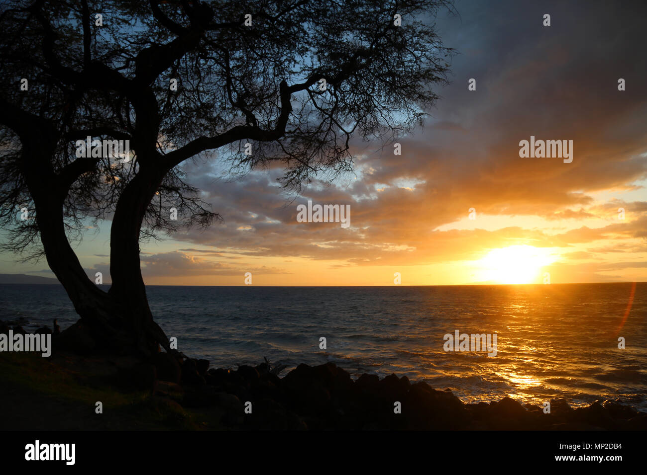 Coucher du soleil et l'arbre, Kihei, Maui Banque D'Images