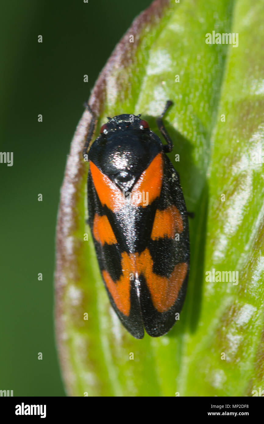 Noir et rouge (froghopper Cercopis vulnerata) sur une feuille, UK Banque D'Images
