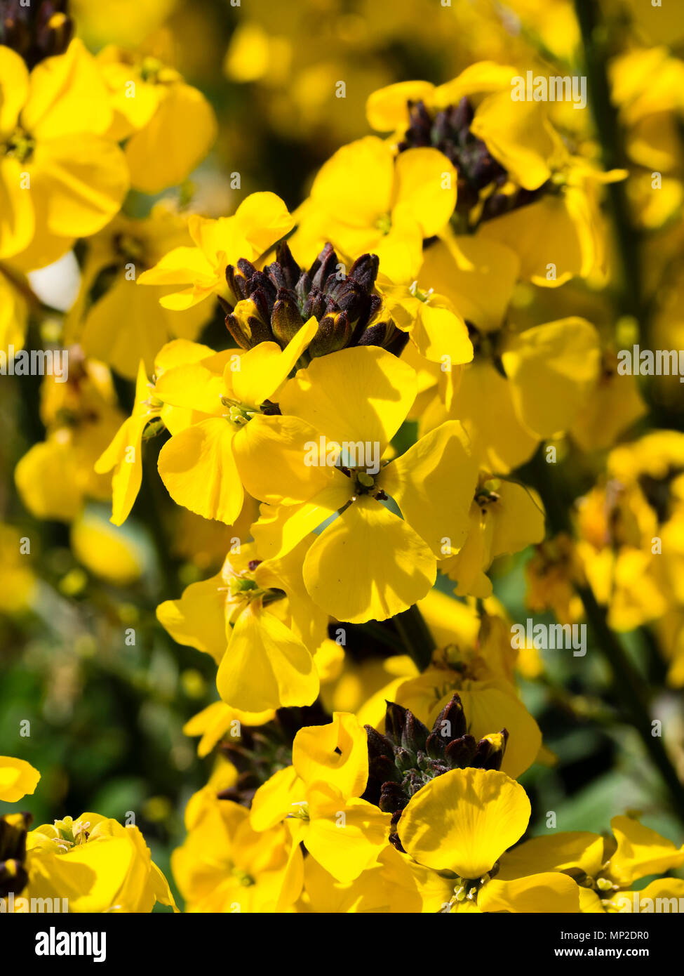Fleurs jaunes odorantes de la courte durée, longue floraison, Erysimum vivace arbustive 'Bowle's Yellow' Banque D'Images