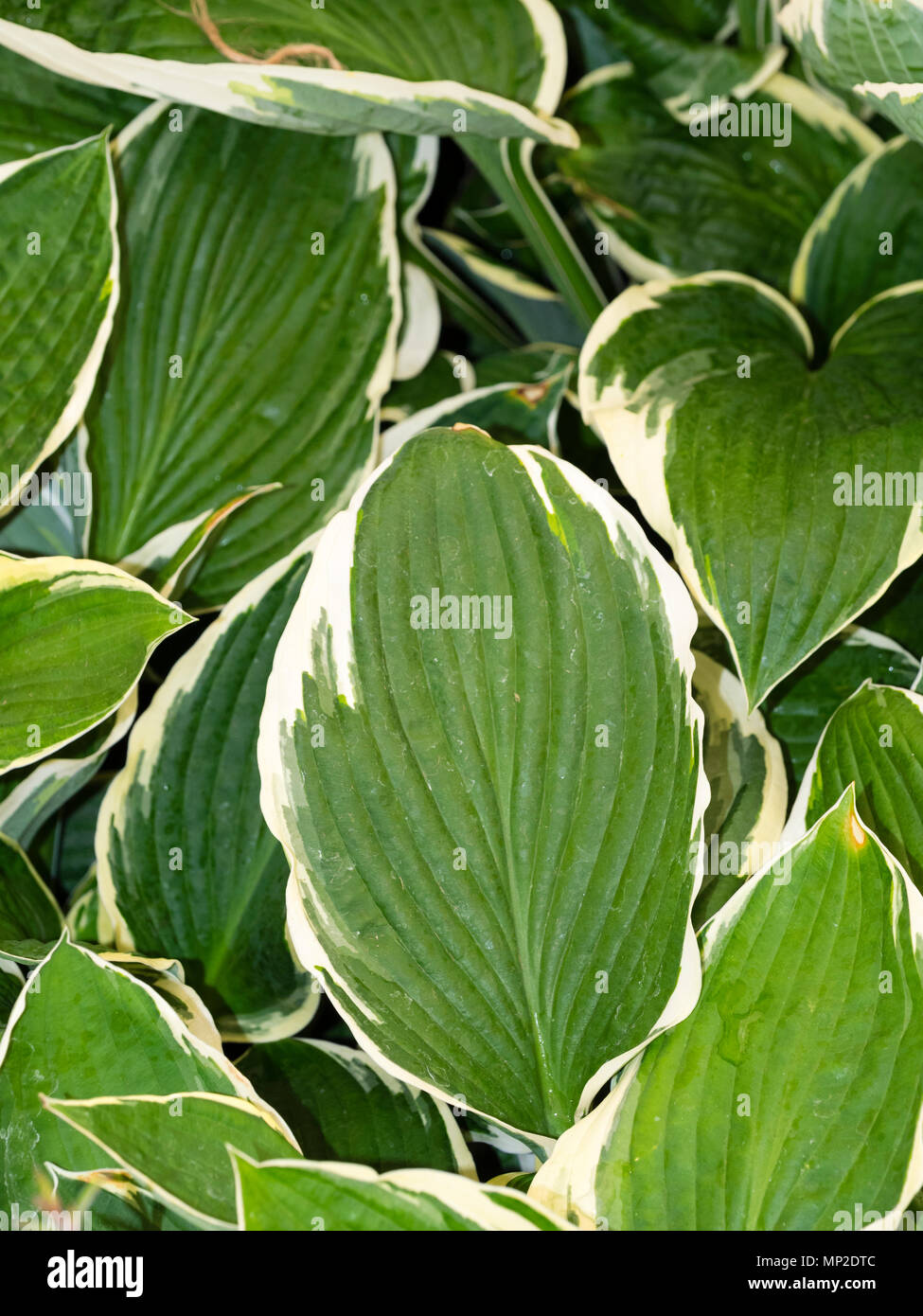 Vaste, blanc bordé de feuilles panachées la plante vivace, plante de jardin Hosta 'Francee' Banque D'Images