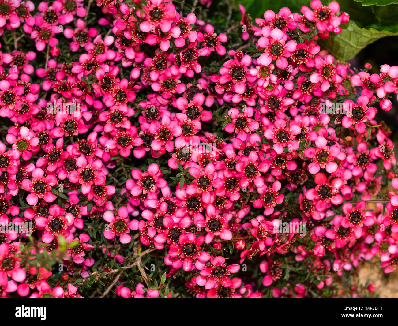 Fleur rouge forme du Manuka Nouvelle-zélande ou arbre à thé, Leptospermum scoparium 'Kiwi, rustique en climat plus doux Banque D'Images