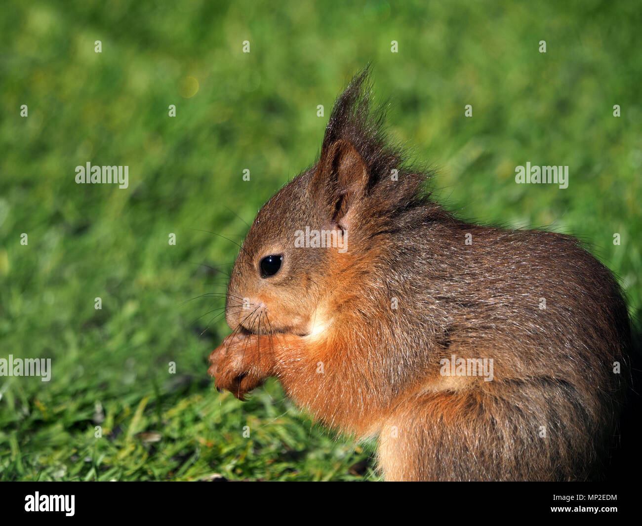 Bebe Mignon Petit Ecureuil Rouge Eurasiennes Ou De L Ecureuil Roux Sciurus Vulgaris Se Nourrit De Graines Pour Oiseaux Deverses Dans Un Jardin Dans Son Fief De Cumbria Angleterre Royaume Uni Photo Stock Bebe Mignon Petit Ecureuil Rouge Eurasiennes Ou De L Ecureuil Roux Sciurus Vulgaris Se Nourrit De Graines Pour Oiseaux Deverses Dans Un Jardin Dans Son Fief De Cumbria Angleterre Royaume Uni Photo Stock
