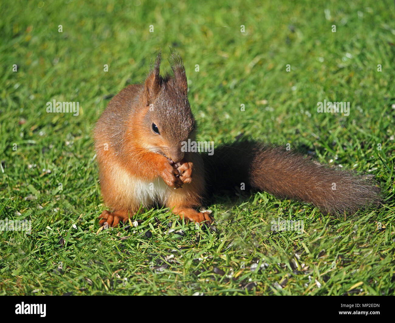 Bebe Mignon Petit Ecureuil Rouge Eurasiennes Ou De L Ecureuil Roux Sciurus Vulgaris Se Nourrit De Graines Pour Oiseaux Deverses Dans Un Jardin Dans Son Fief De Cumbria Angleterre Royaume Uni Photo Stock