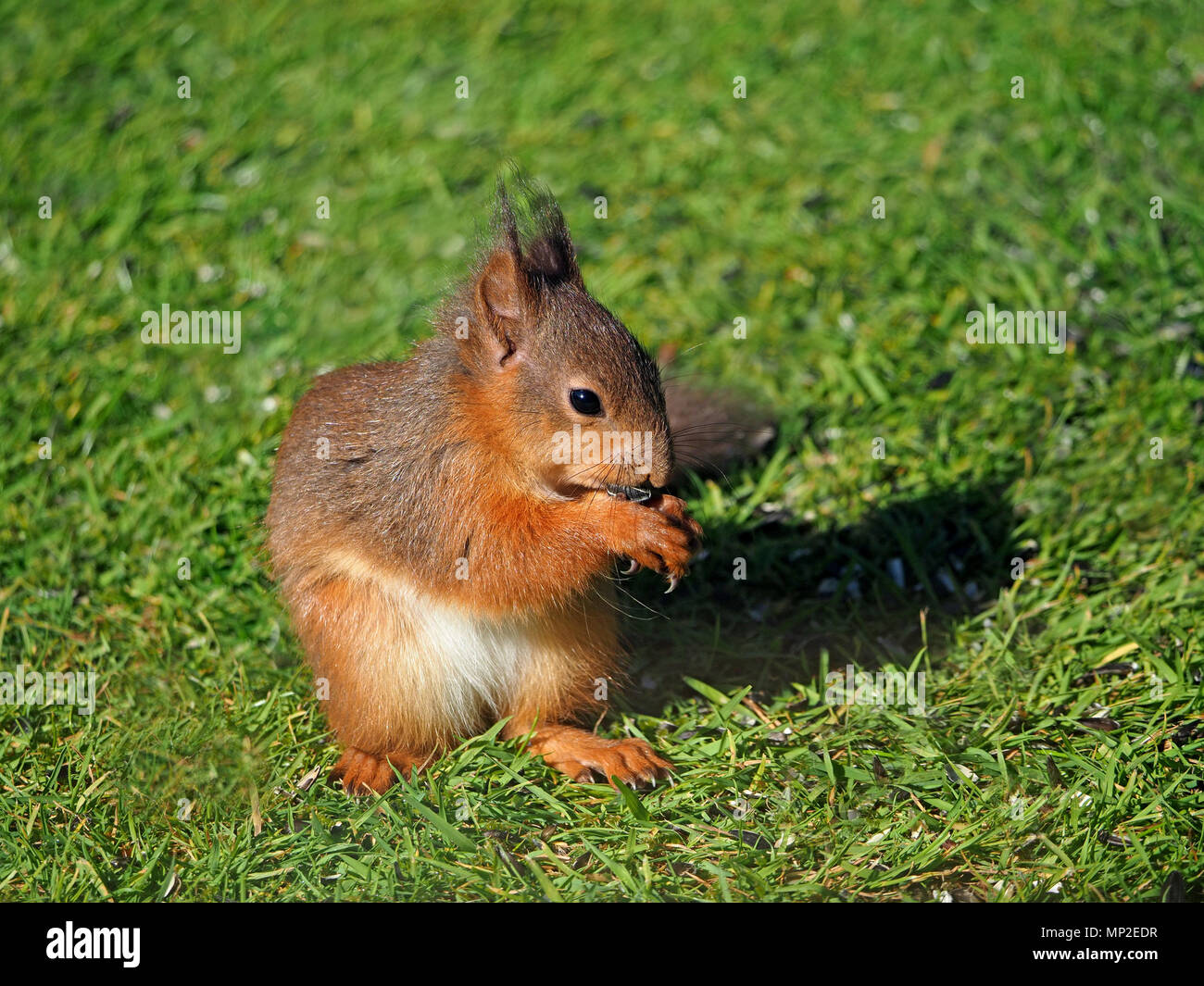 Bebe Mignon Petit Ecureuil Rouge Eurasiennes Ou De L Ecureuil Roux Sciurus Vulgaris Se Nourrit De Graines Pour Oiseaux Deverses Dans Un Jardin Dans Son Fief De Cumbria Angleterre Royaume Uni Photo Stock Bebe Mignon Petit Ecureuil Rouge Eurasiennes Ou De L Ecureuil Roux Sciurus Vulgaris Se Nourrit De Graines Pour Oiseaux Deverses Dans Un Jardin Dans Son Fief De Cumbria Angleterre Royaume Uni Photo Stock
