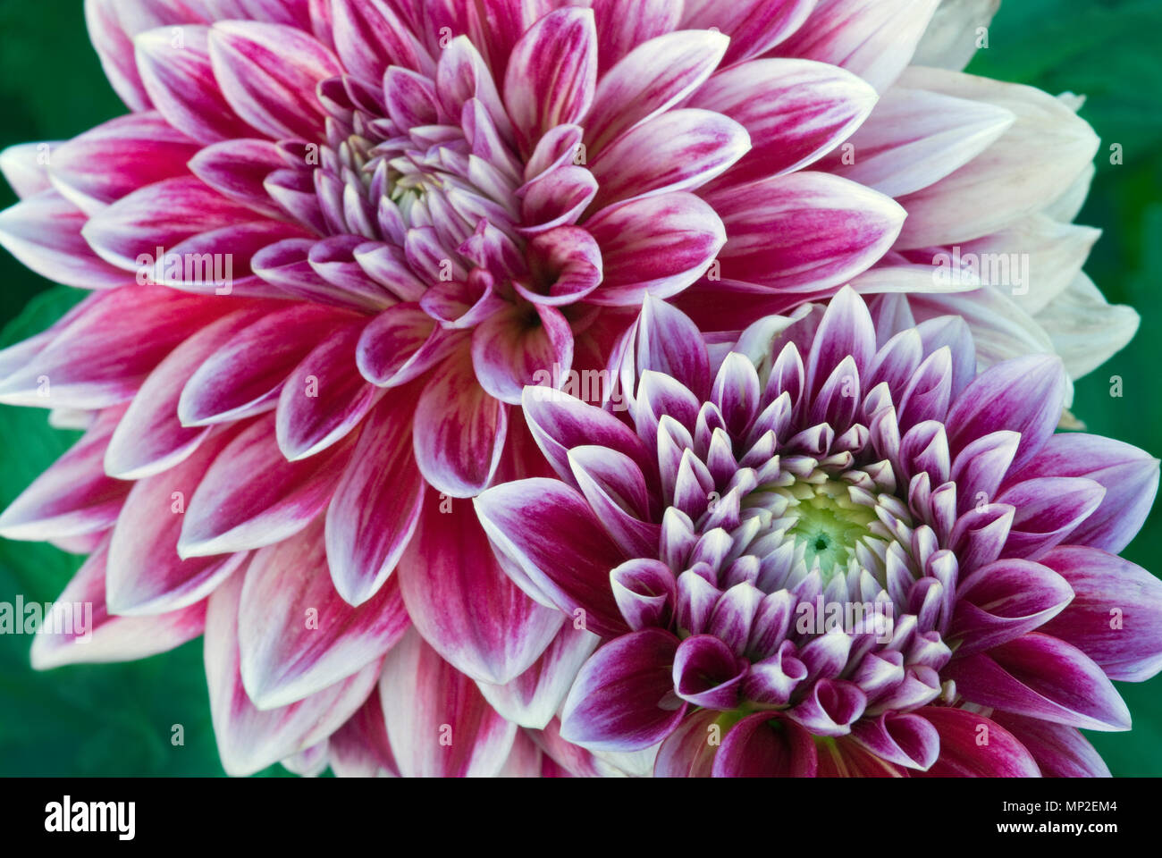 DAHLIA 'CANBY CENTENNIAL' Banque D'Images