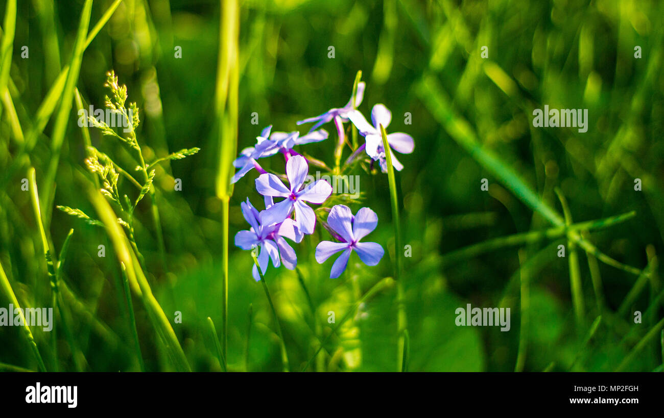 Fleurs de géranium pourpre au printemps isolé du soleil au coucher du soleil dans le Midwest. Banque D'Images