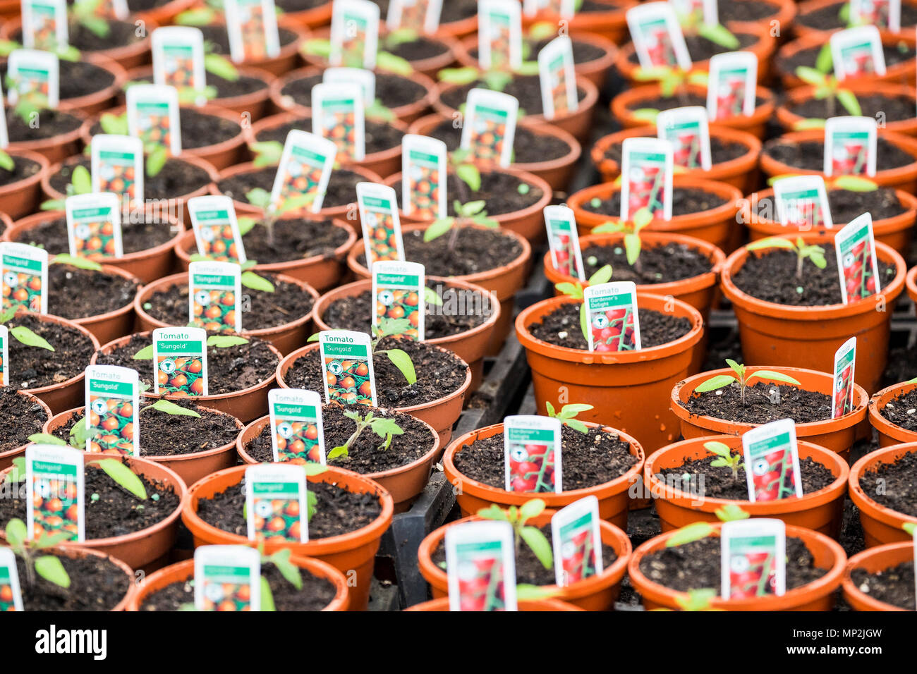 Plant de tomate Solanum lycopersicum semis en petits pots. Banque D'Images