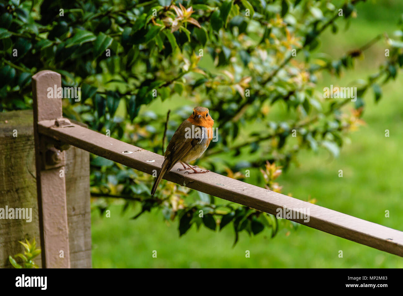 Robin assis sur une porte de près de verdure gardant occupé, UK. Mai 2018. Banque D'Images