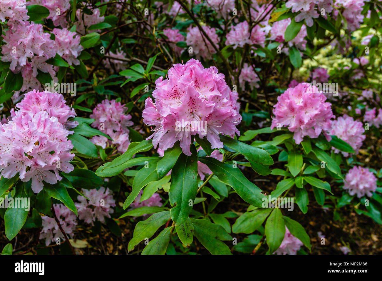 Rhododendron rose fleurs, Rothbury, Northumberland, Angleterre. Mai 2018. Banque D'Images