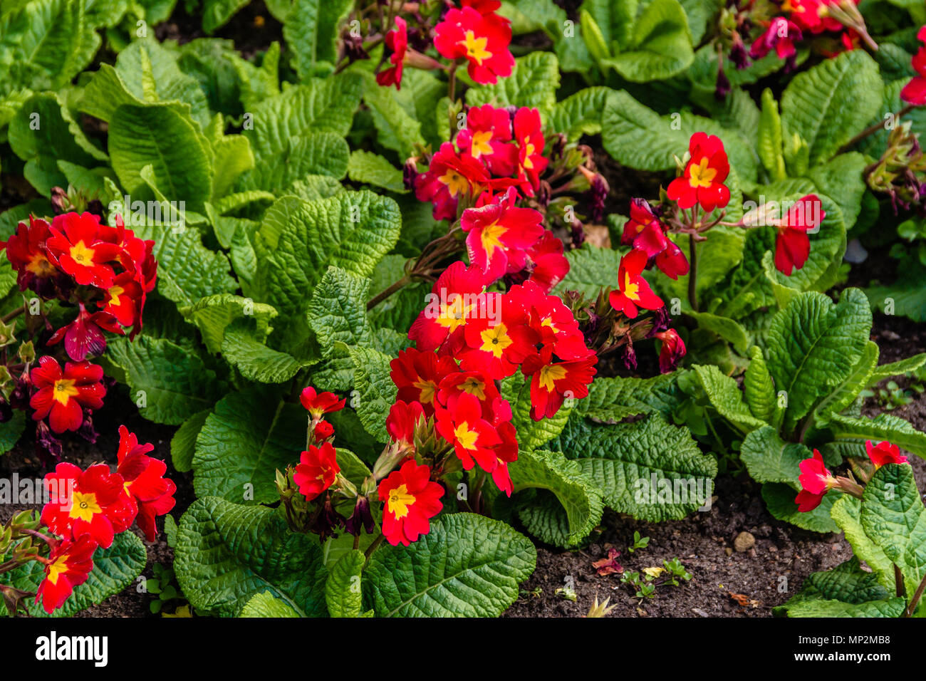 Forme de rouge, Primrose Primula vulgaris commun Banque D'Images