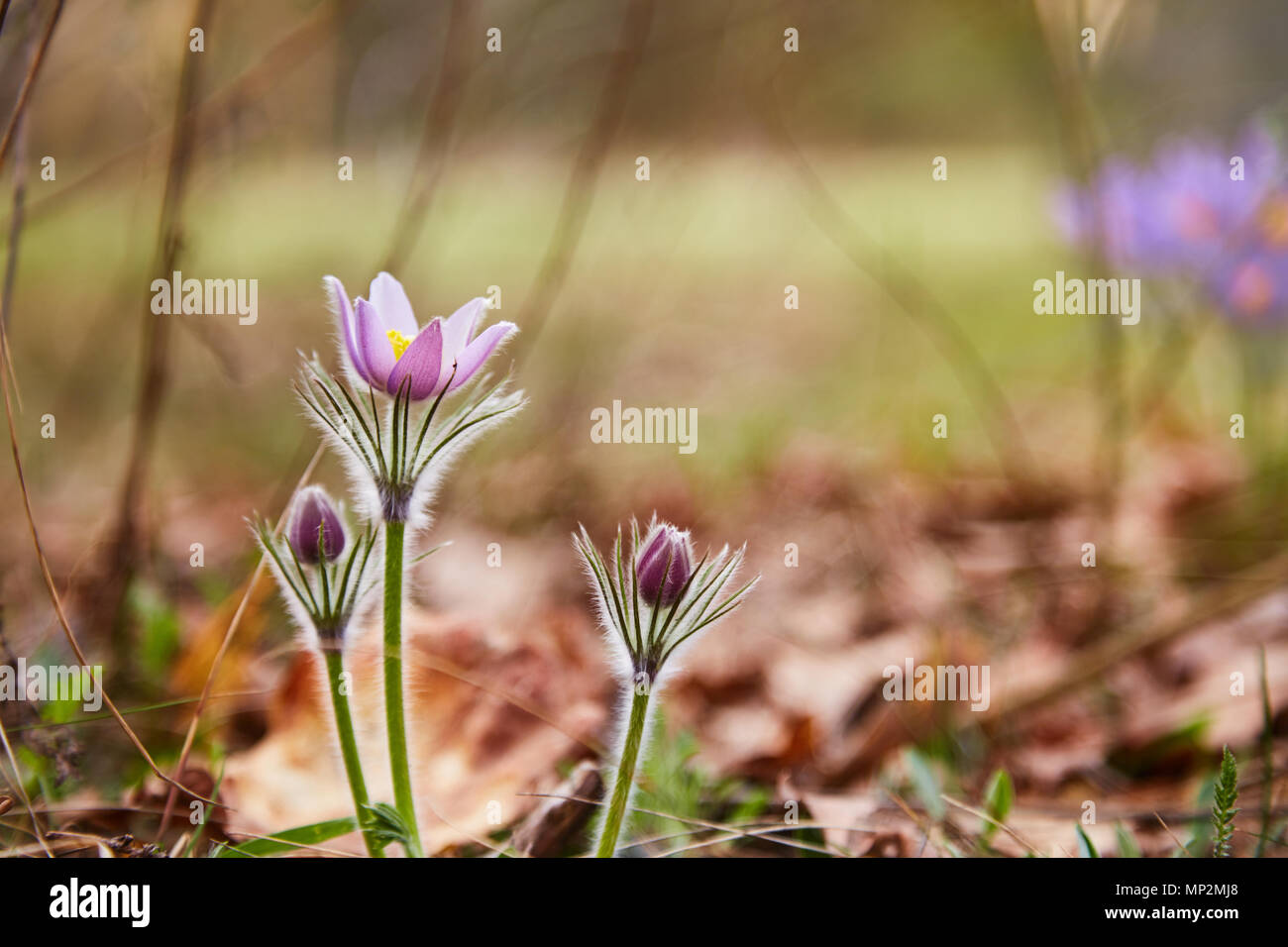 Close-up shot de délicates fleurs violet snowdrop en forêt au printemps. Banque D'Images