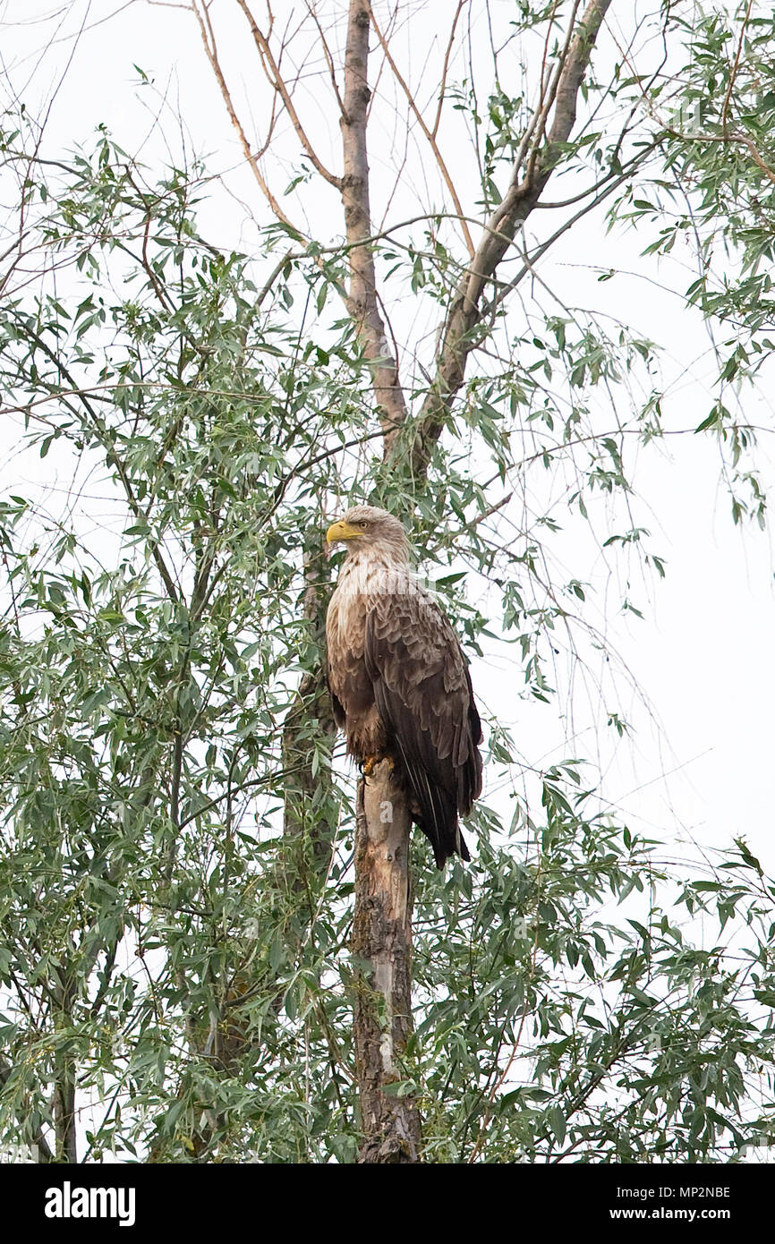 À queue blanche (Haliaeetus albicilla) Banque D'Images