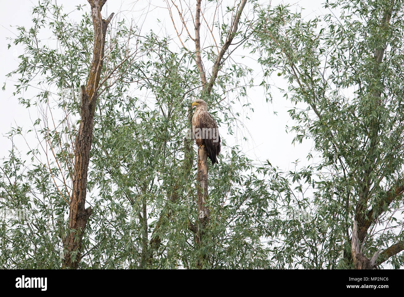 À queue blanche (Haliaeetus albicilla) Banque D'Images