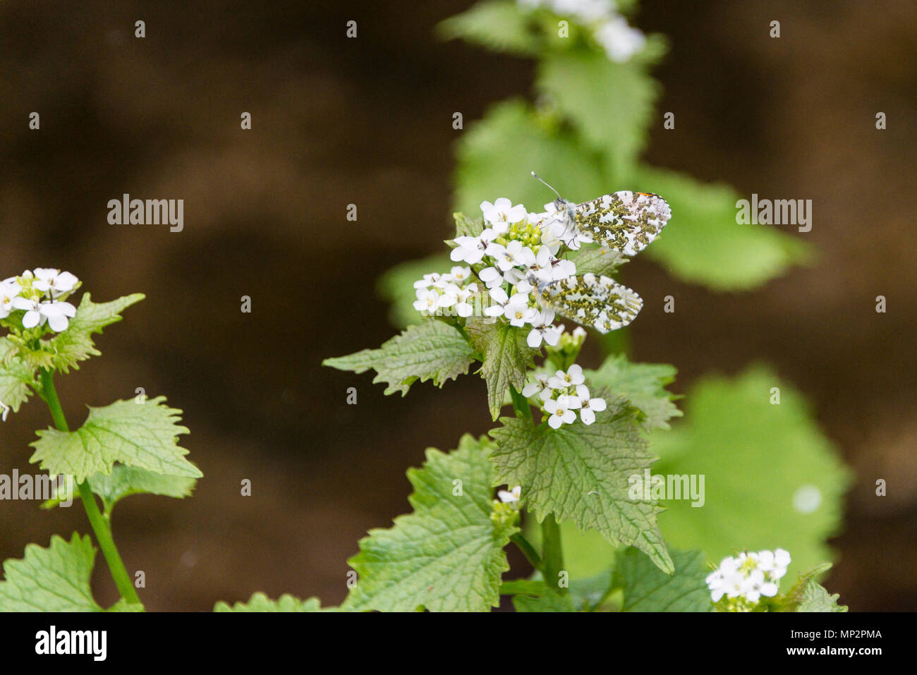 Un homme et une femme papillon orange tip (Anthocharis cardamines) sur les fleurs d'un Jack-par-la-haie (Alliaria petiolata) avec les ailes fermées Banque D'Images