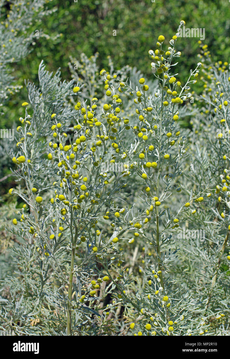 La plante de l'Artemisia caerulescens, le bleuâtre-leaved absinthe ou l'armoise bleuâtre, famille des Asteraceae Banque D'Images