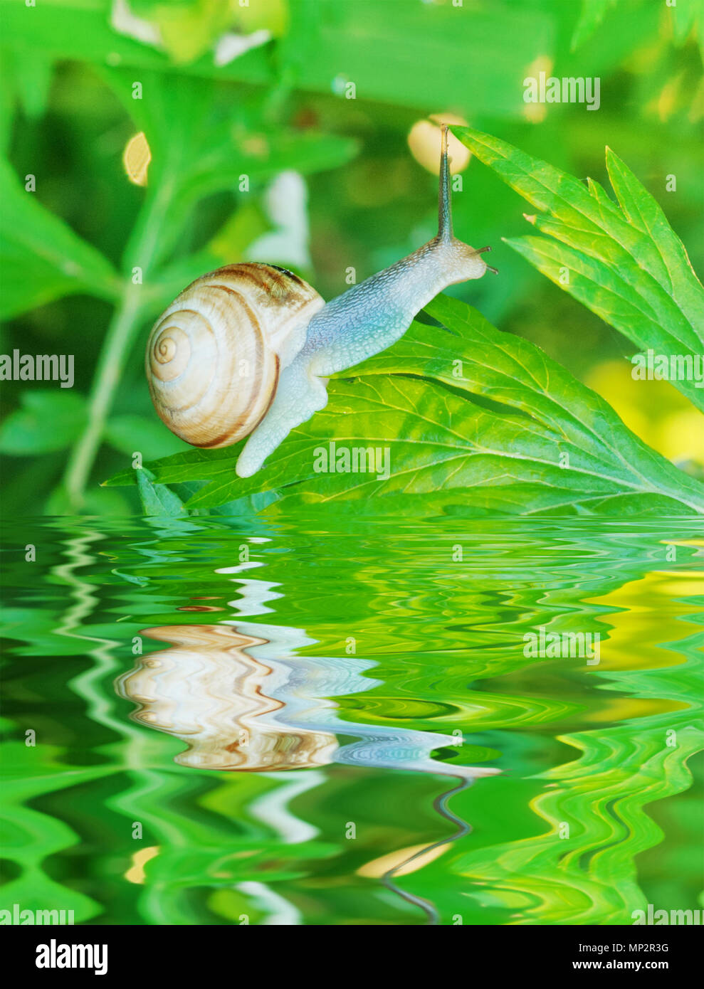 Escargot avec une coquille en spirale le long de la rampe lentement l'herbe verte, éclairée par les rayons du soleil tôt le matin reflétant dans l'eau Banque D'Images