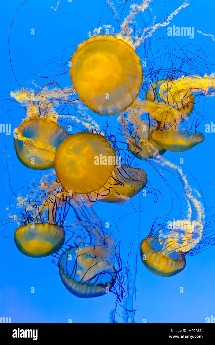 Pacific sea nettles / Chrysaora fuscescens méduses, Shanghai Ocean Aquarium, Shanghai, Chine Banque D'Images