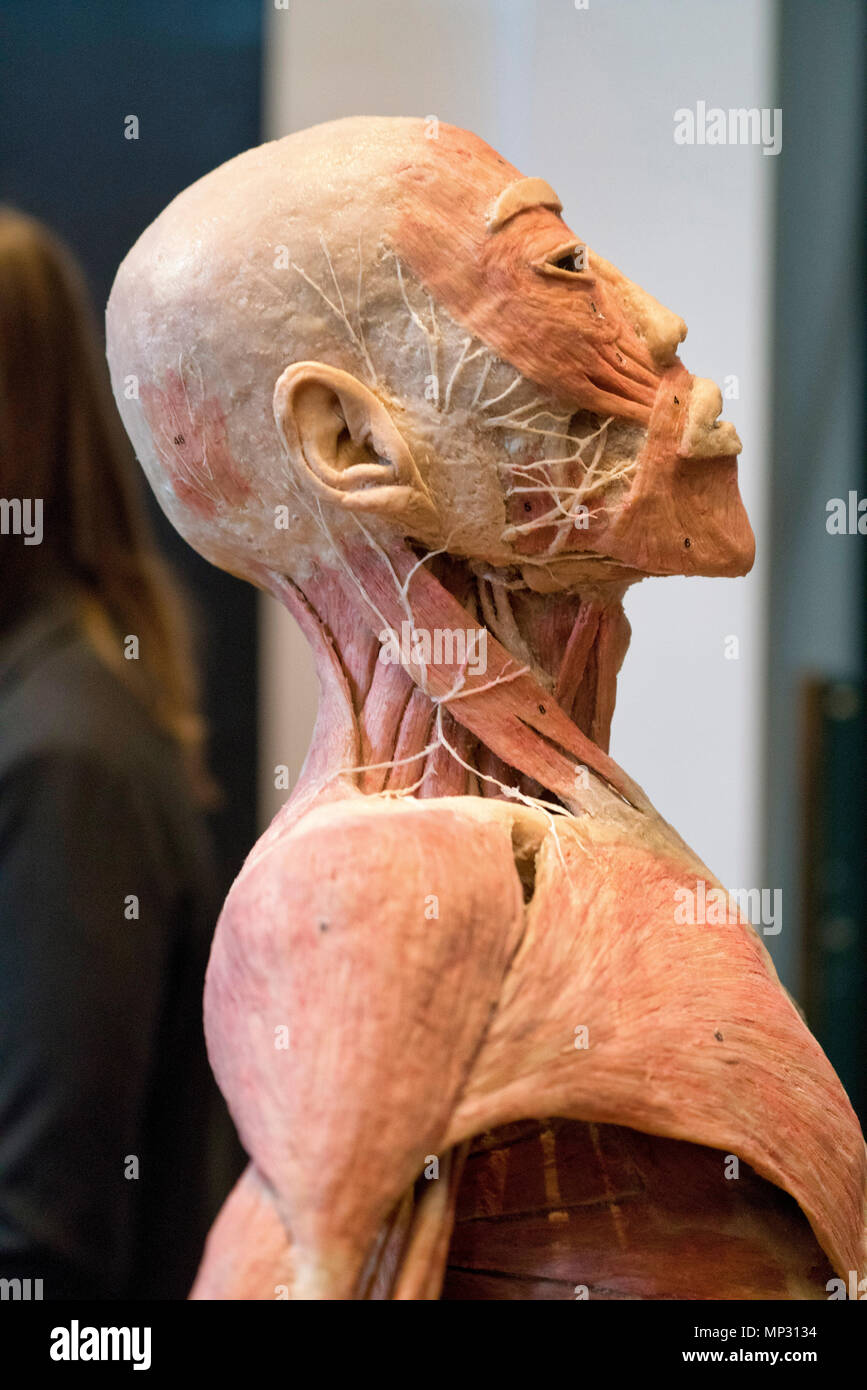 Anatomie d'une vraie tête humaine Banque D'Images