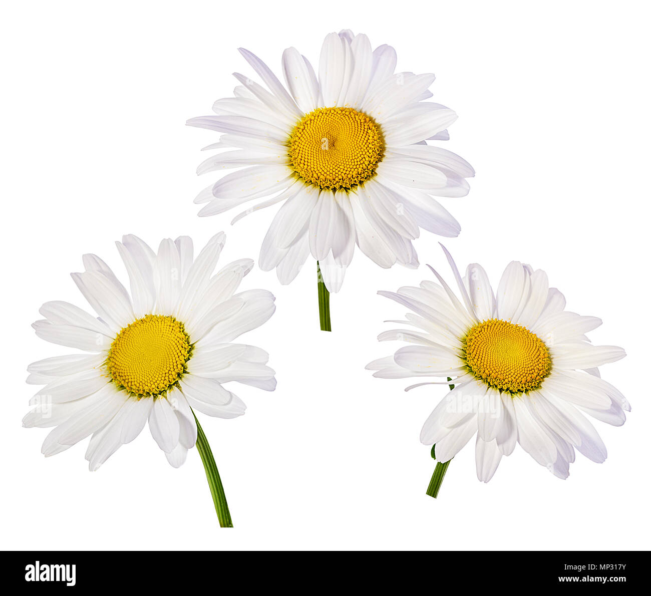 Camomille flower isolated with clipping path Banque D'Images Camomille flower isolated with clipping path Banque D'Images