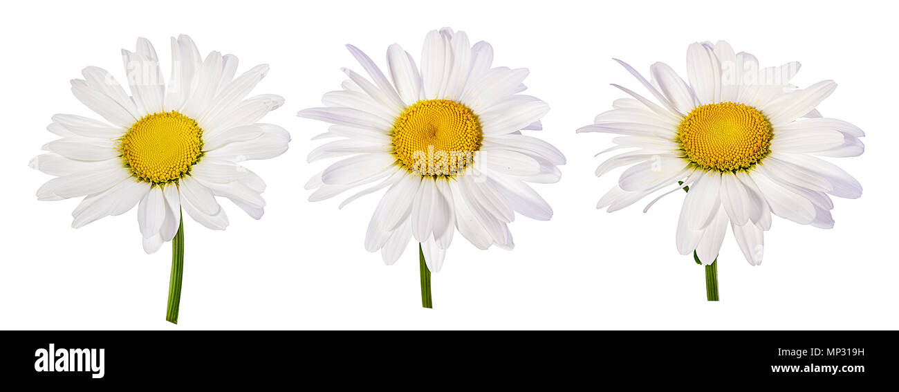 Camomille flower isolated with clipping path Banque D'Images Camomille flower isolated with clipping path Banque D'Images