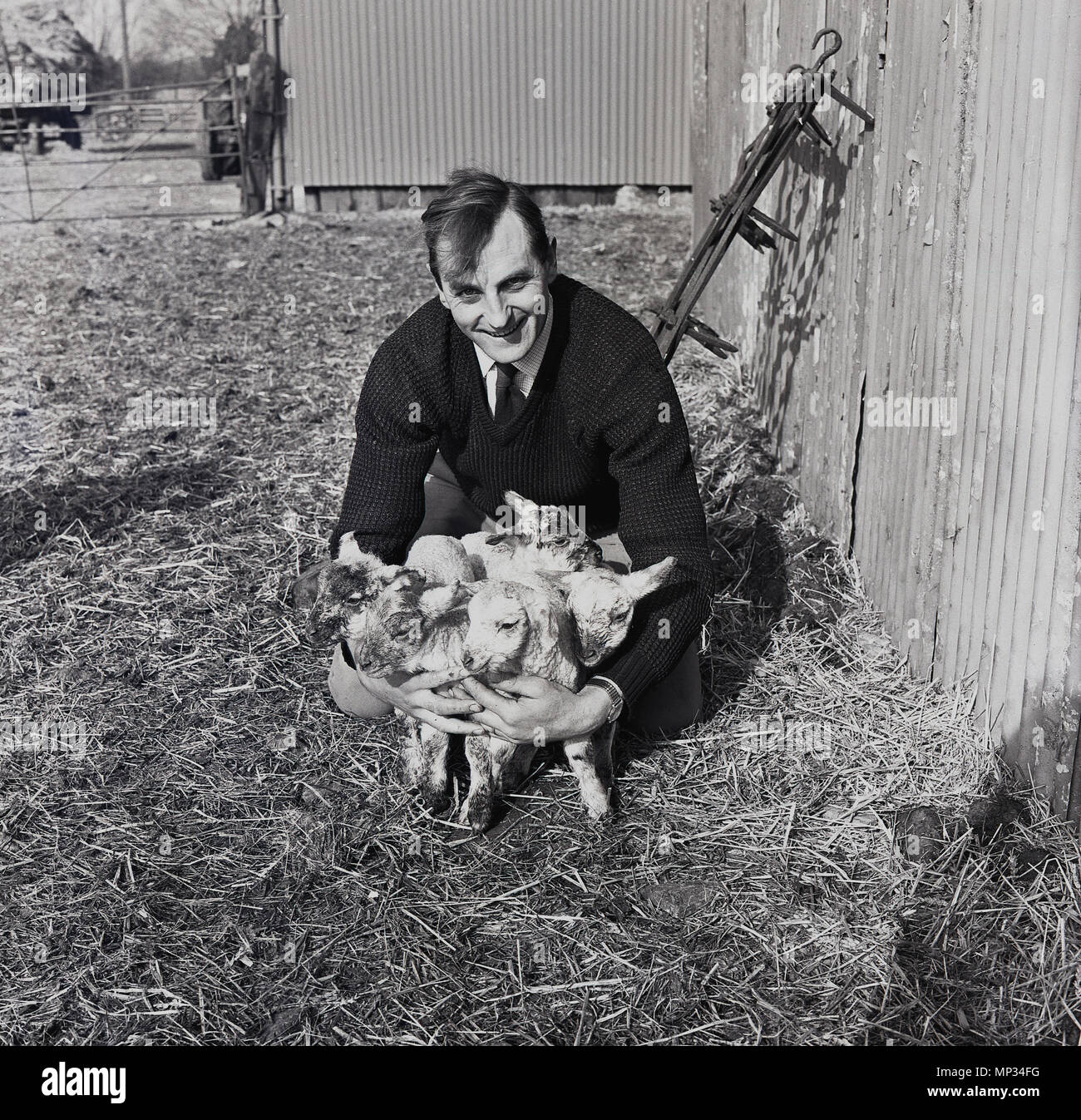 1964, un agriculteur de s'agenouiller sur litière de paille à la ferme maintenant cinq nouveaux nés agneaux, England, UK. Banque D'Images