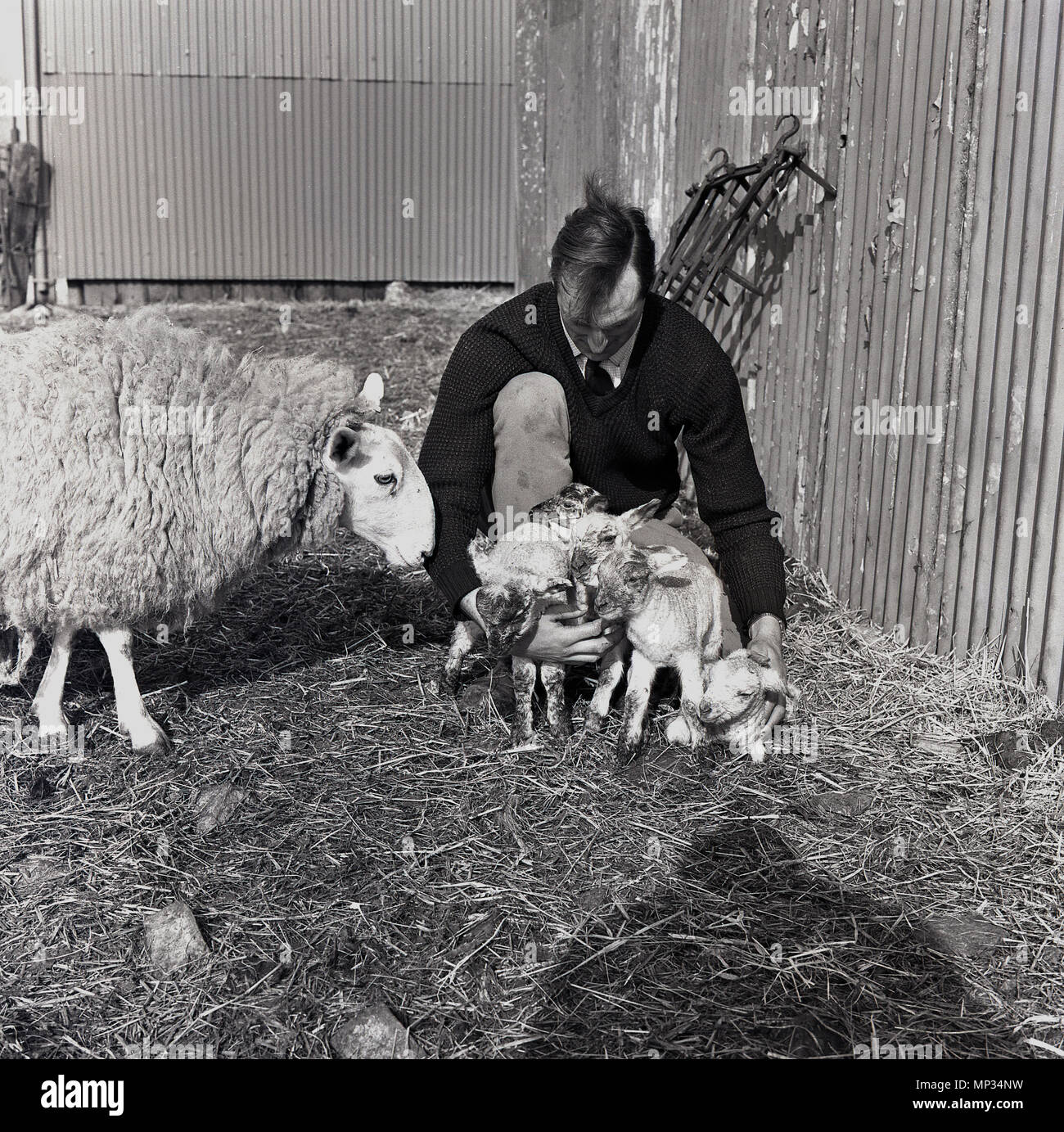1964, un agriculteur de s'agenouiller sur litière de paille à la ferme tient cinq agneaux nouveau-nés, tandis que la mère, la brebis, la brebis, se tient près d'eux, England, UK. Banque D'Images