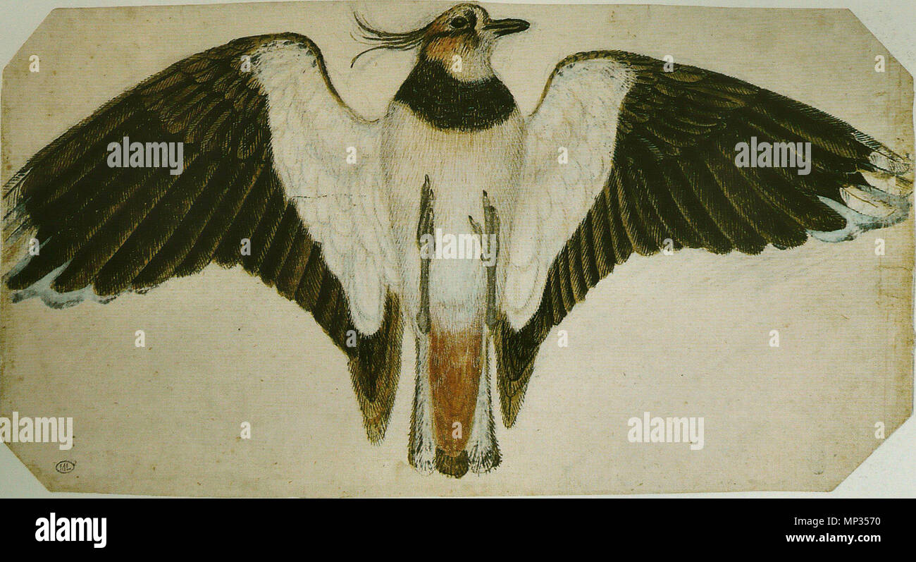 English : Vanneau huppé mort, posé sur le dos, les ailes éployées 15e siècle. 1005 Pisanello - Codex Vallardi 2465 r Banque D'Images