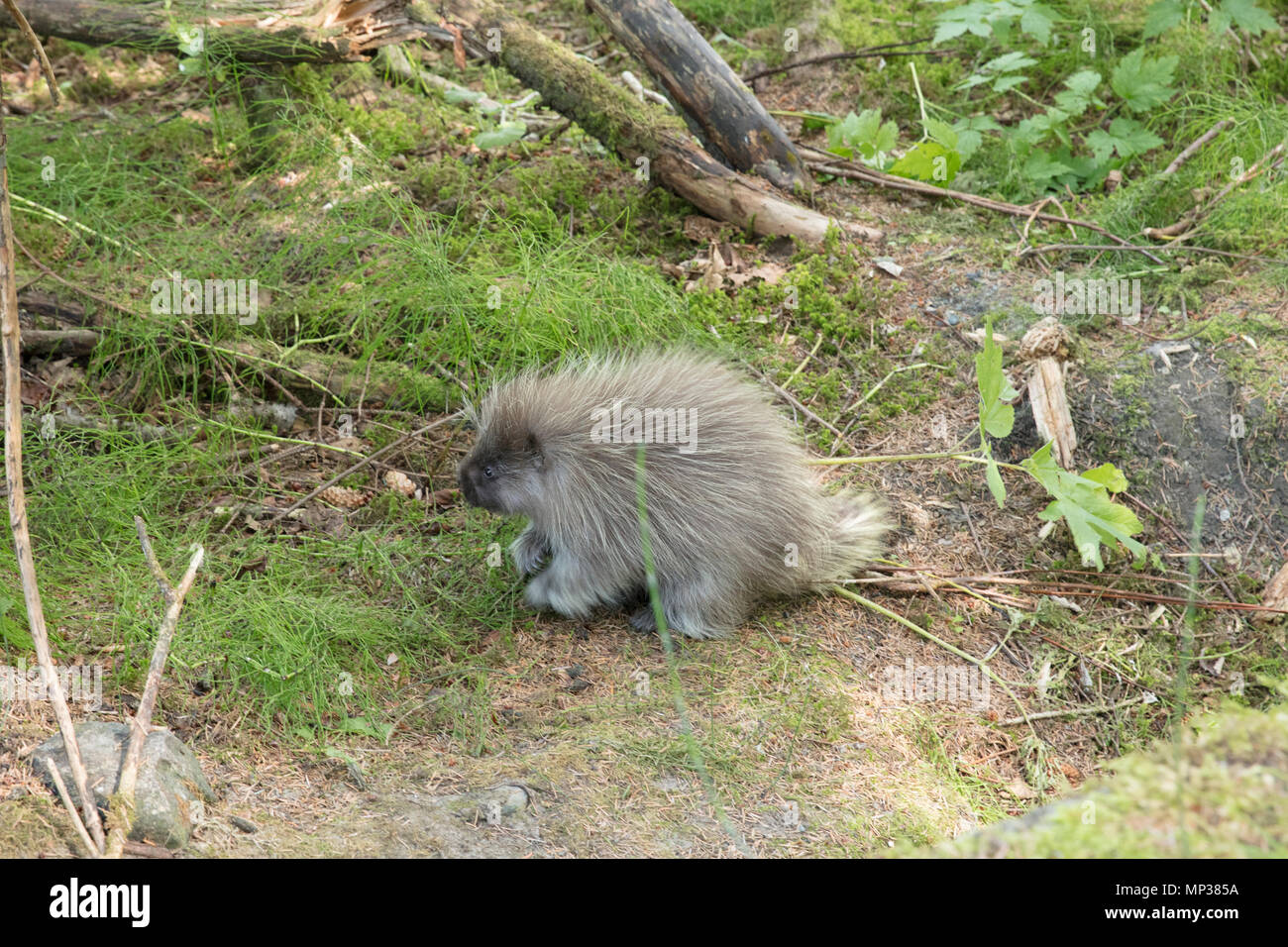 Harde de poser sur le terrain. Banque D'Images