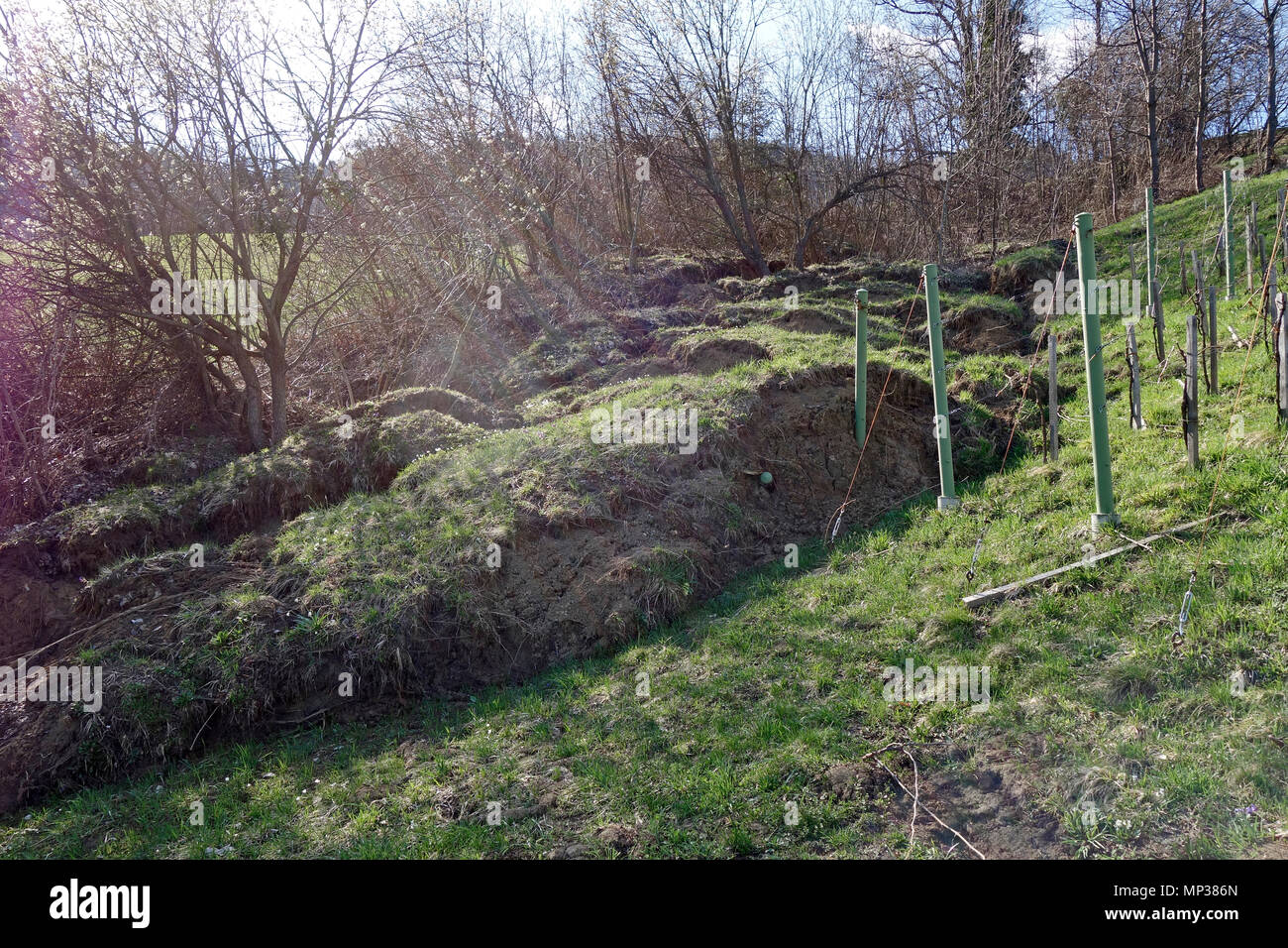 Un glissement de mettre en danger le vignoble. Village près de Lasko, la Slovénie. Banque D'Images