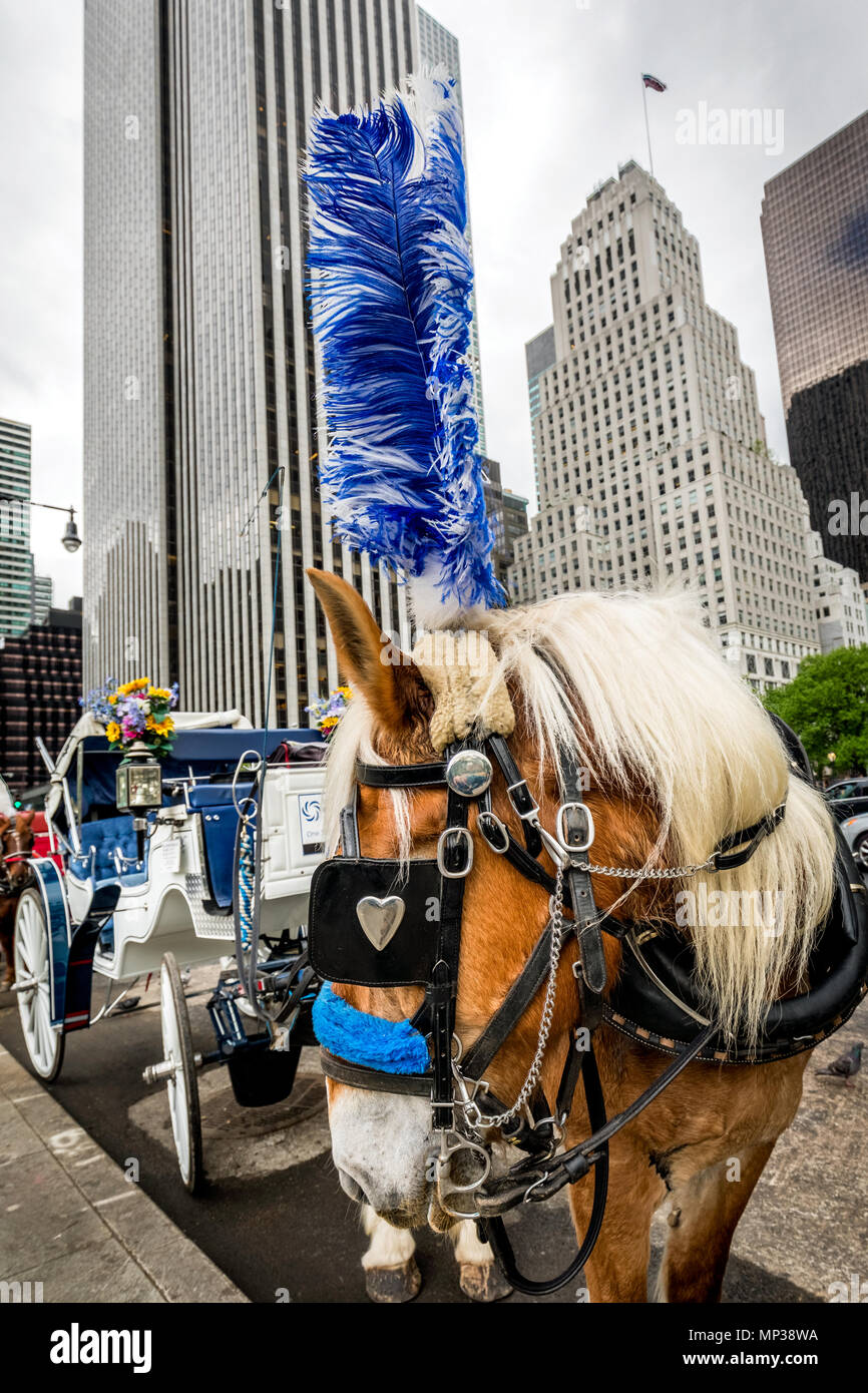 Cheval et buggy attendre pour un cavalier près de Central Park à New York City, USA. Banque D'Images
