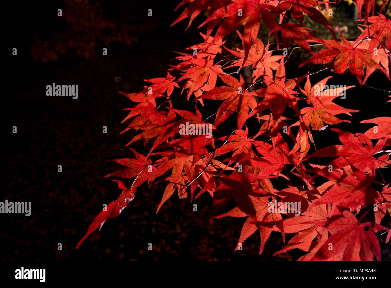 Les feuilles d'érable rouge dans la nuit, Kyoto, Japon Banque D'Images