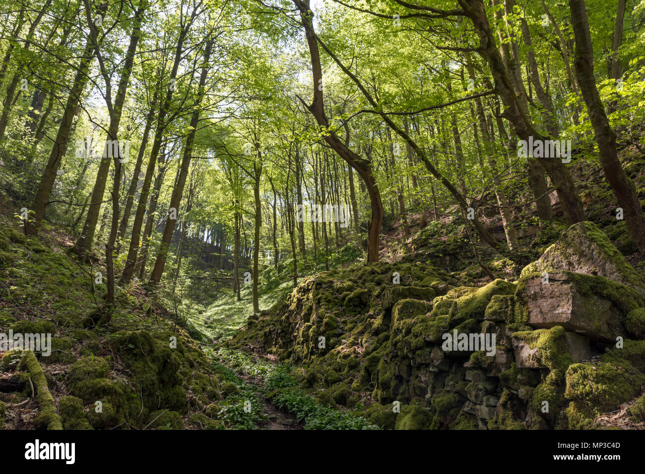Sentier public près de Ashford-dans-l-eau, Peak District, Derbyshire, Angleterre, RU Banque D'Images