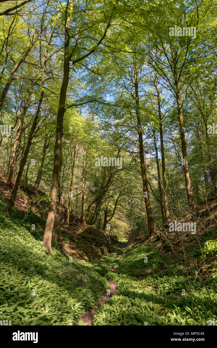 Sentier public près de Ashford-dans-l-eau, Peak District, Derbyshire, Angleterre, RU Banque D'Images