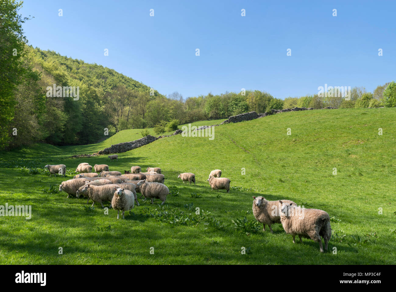 Troupeau de moutons par un sentier public près de Ashford-dans-l-eau, Peak District, Derbyshire, Angleterre, RU Banque D'Images